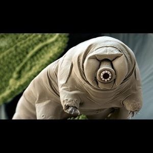 Meet your Posher, Gin